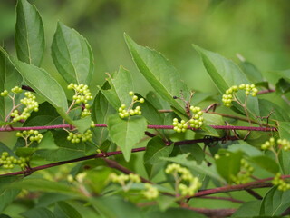 ムラサキシキブ　まだ青い実