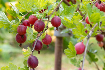 Close up of gooseberry bush branches with ripe juicy red gooseberries - obrazy, fototapety, plakaty