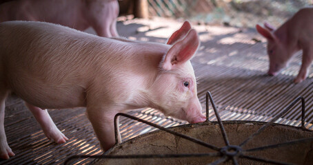 A portrait of a cute small piglet is standing on the farm.Pig Breeding farm in swine business in...