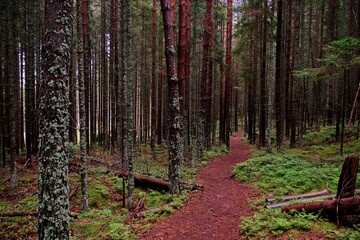 A narrow path in the deep forest surrounded by trees and large stones near Stozec, Czech republic