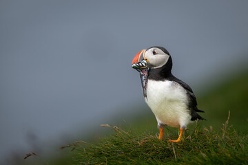 Atlantic Puffin holding several fish in its bill un the summer in Iceland.