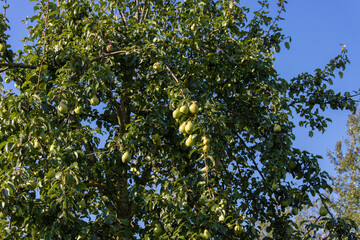 Fototapeta na wymiar Large pear tree with ripe juicy green pears on the branches