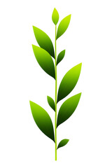 Obraz premium green leaf isolated on white background