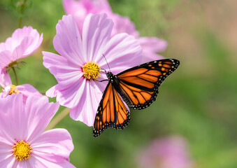 Monarch Butterfly and Cosmos Flowers