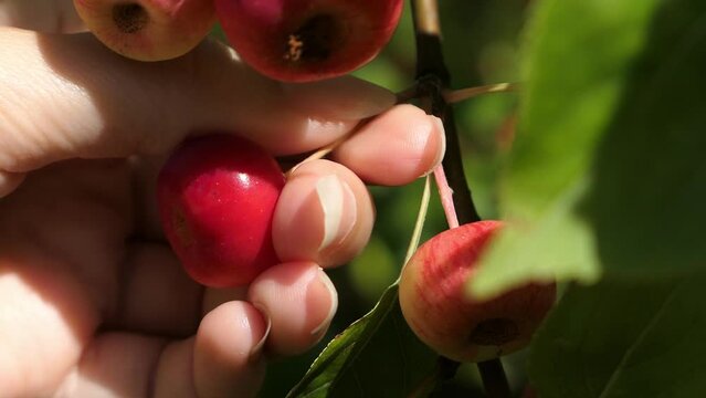 Picking red ripe fruit from tree, small apples in tree close up