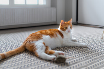 brown and white cat with yellow eyes lying on the carpet