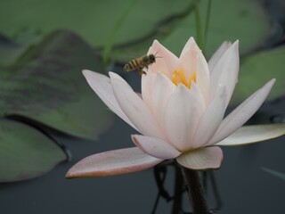スイレンの花とミツバチ