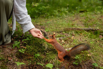 A girl feeds a squirrel from her hand in the forest. Funny Close-up of Woman Feeding a Red Squirrel
