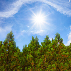 Fototapeta premium closeup pine trees in light of sparkle sun