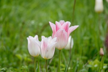 Detail of decent pink and white tulip flowers of on a green background. Spring and gardening concept. High quality photo