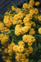 Photo of a flowering bush of yellow rudbeckia.