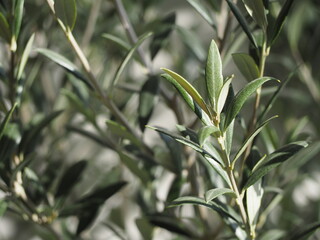 常緑樹　オリーブの葉