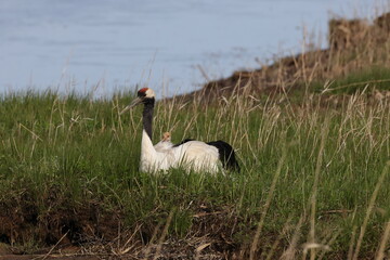 red-crowned crane (Grus japonensis) with chicks, wildlife Hokkaido Japan