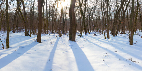 winter snowbound forest glade in light of sparkle sun