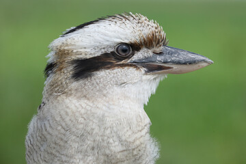 A portrait of a Laughing Kookaburra against a green background
