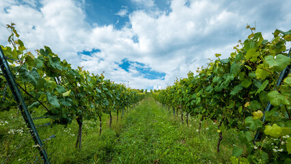 Fototapeta na wymiar A hill with a vineyard. Blue sky with white clouds. Symmetry. Roztocze, Poland