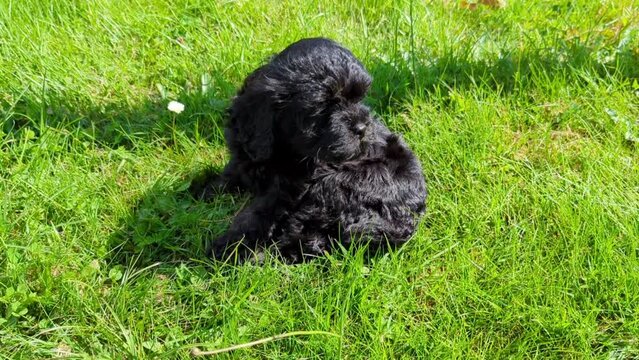 black cavapoo puppy on grass
