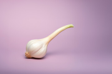 Garlic on a solid color background. Isolated object in photo studio. Commercial shot with copyspace.