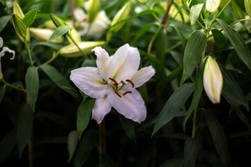 Close up photo of lilly flower in park