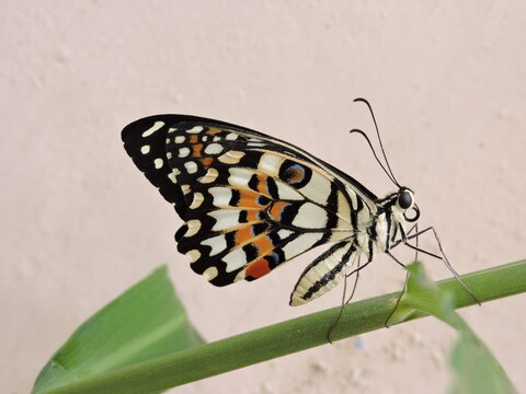 Close up photo of citrus butterfly or papilio demoleus