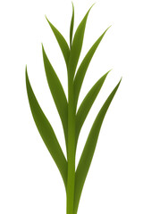 Obraz premium plant isolated on white background