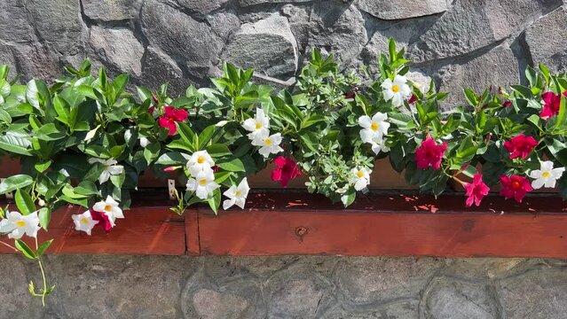 Dipladenia mandevilla flowers white pink blossom in the garden.