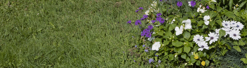 Fleurs d'&eacute;t&eacute; en bordure de gazon
