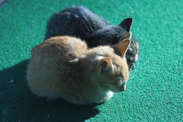 새끼 고양이