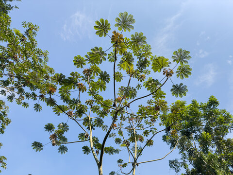 Leaves pierced by ants are typical of Cecropia in contrast to blue sky, also called embauba, yarumo or yagrumo located in Jardim Bot&acirc;nico Niter&oacute;i Fonseca, Rio de Janeiro, Brazil.