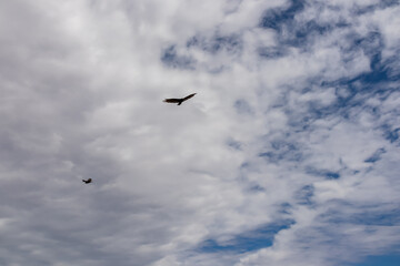 California Condor (Gymnogyps californianus) flying over South Rim of Grand Canyon National Park,...
