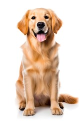 Beautiful Golden Retriever Dog on White Background. Cute Canino Pet Sitting Indoors with Brown and Gold Coat