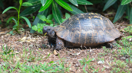 Turtle portrait on the ground in the park and summer
