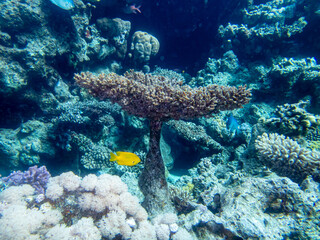 Unusually beautiful corals at the bottom of the Red Sea. Fabulous coral reef.