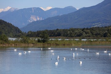Birdwatching area in Austria. Dragositschach on River Drava (Drau) in Carinthia.