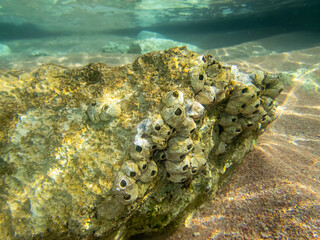 Unusually beautiful corals at the bottom of the Red Sea. Fabulous coral reef.