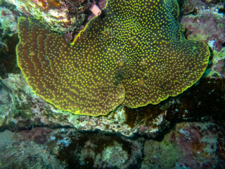 Unusually beautiful corals at the bottom of the Red Sea. Fabulous coral reef.