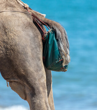 A urine bag under the tail of a camel