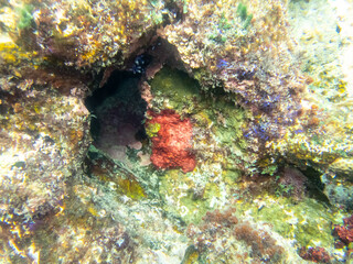 Unusually beautiful corals at the bottom of the Red Sea. Fabulous coral reef.