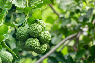 Fototapeta premium Fresh green bergamot fruit hanging from branch. bergamot tree garden and healthy food concept, group of bergamot,Bergamot medicinal plants with many