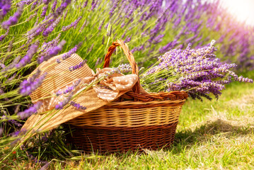 Basket with lavender flowers and straw hat on flower field in summer - obrazy, fototapety, plakaty