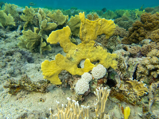 Giant tridacna in the Red Sea coral reef
