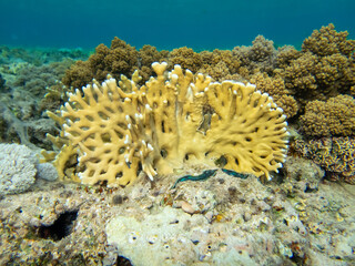 Giant tridacna in the Red Sea coral reef