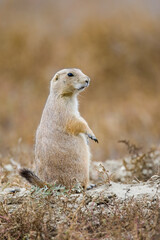 Black-tailed Prairie Dog taken in North Dakota