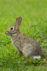 Eastern Cottontail taken in MN