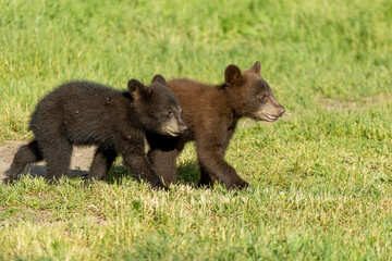 Fototapeta premium Black Bear taken in northern MN