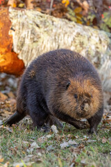 American Beaver taken in central MN under controlled conditions