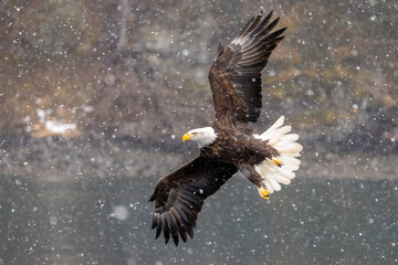 Bald Eagle catching fish taken in Homer Alaska