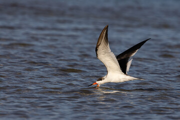 Black Skimmer fishing in tide pool taken in SW Florida