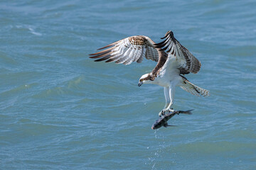 Osprey catching fish taken in SE Florida