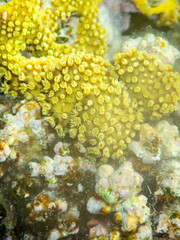 Fototapeta premium Giant tridacna in the Red Sea coral reef